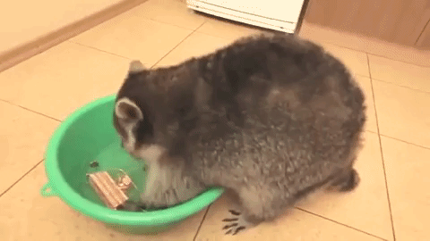 Енот моет телефон