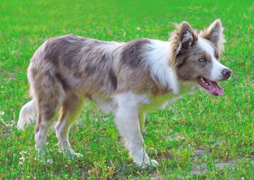  тоже рабочий бордер