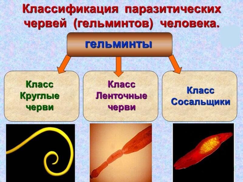 Признаки глистов у детей