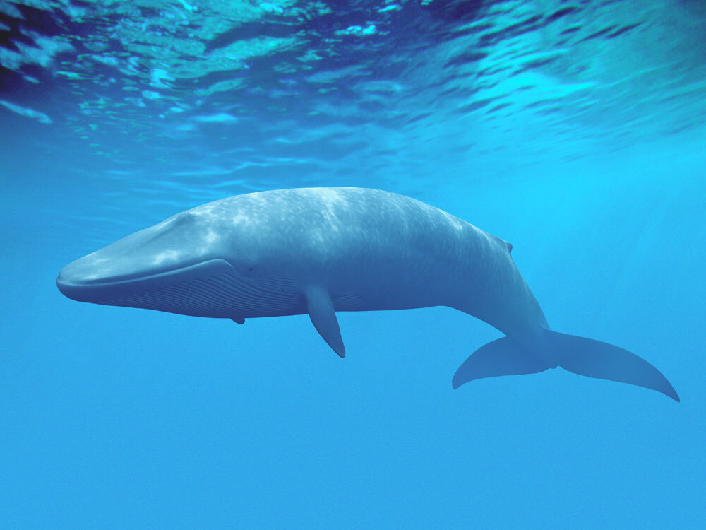 Самое крупное современное животное синий кит. Голубой кит Balaenoptera musculus. Синий кит блювал. Синий кит (голубой кит). Кит цетотерий.
