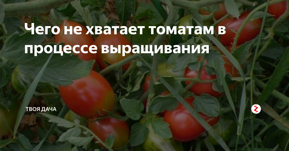 Нехватка элементов у томатов. Нехватка элементов у томатов описание с фотографиями. Листья помидор чего не хватает. Таблица нехватки микроэлементов у растений томатов. Помидору не хватает.