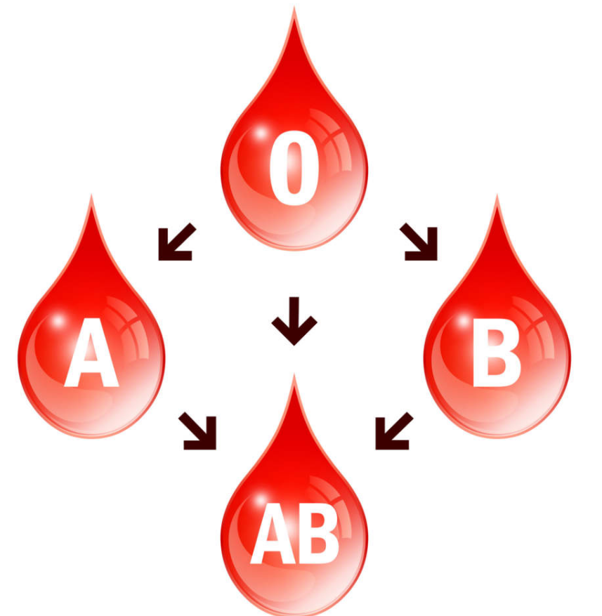 Кровь рисунок схема