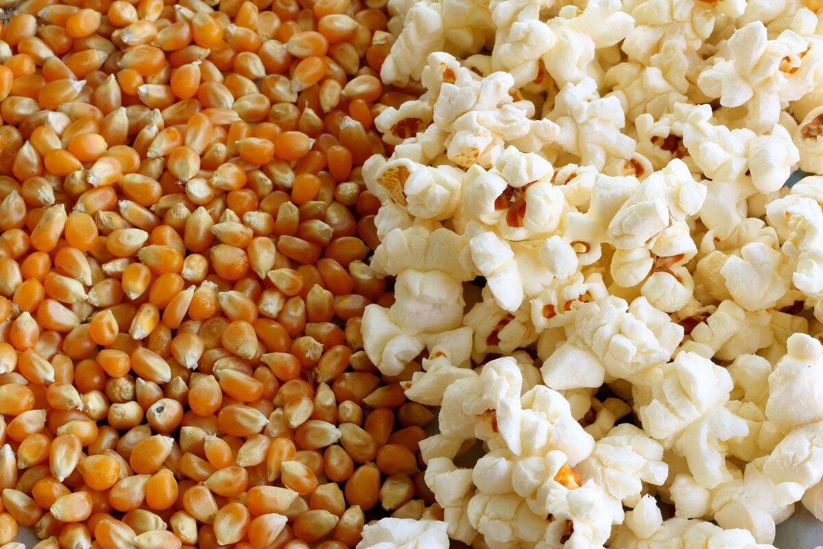 Зерна кукурузы для попкорна. Кукуруза попкорн. Кукуруза (зерно). Сорта кукурузы для попкорна. Как делают попкорн из кукурузы