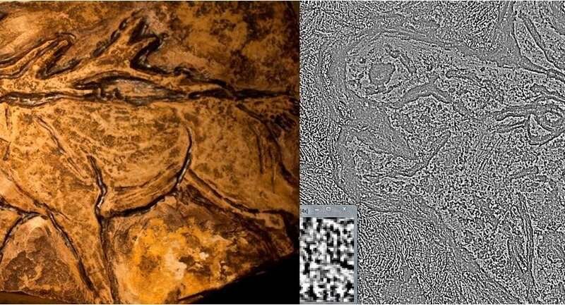 Тестовая модель и текстурный фильтр изображения. Фото Ароа Гутьеррес Алонсо, phys.org 