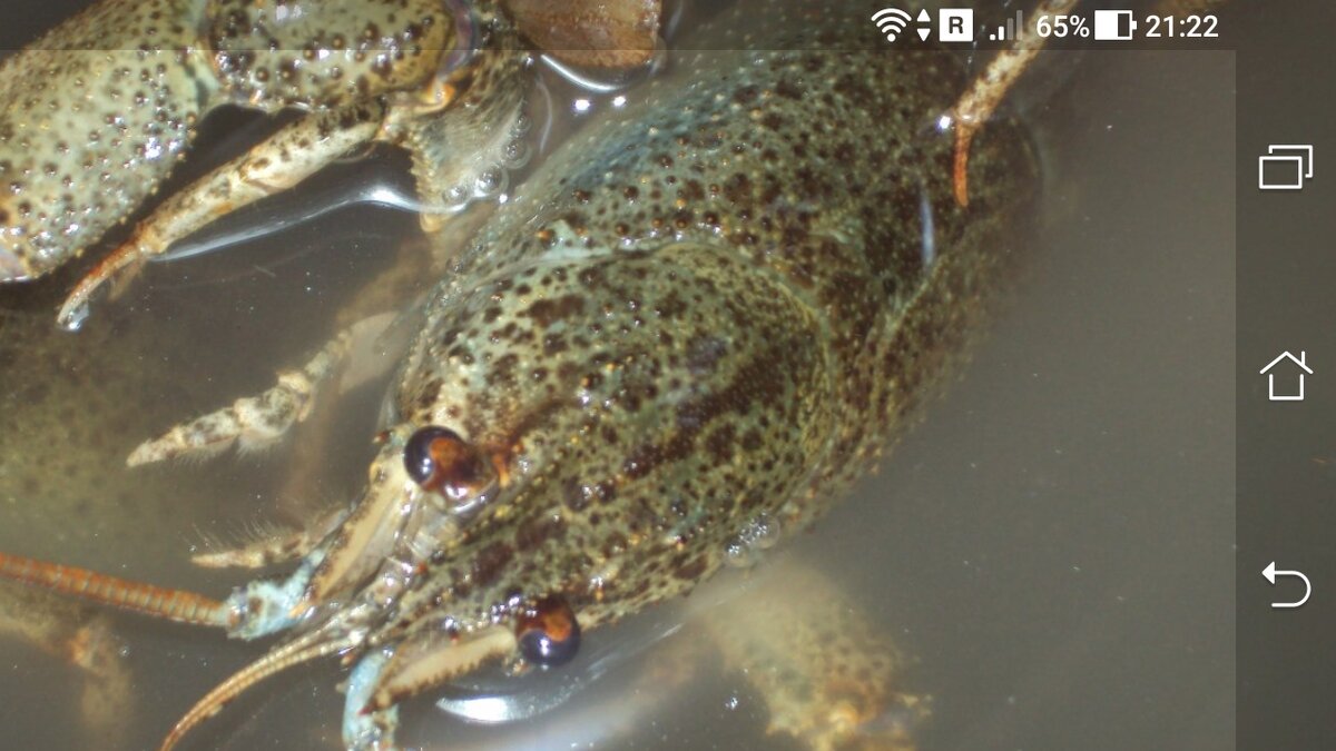 фото ловля рака в воде