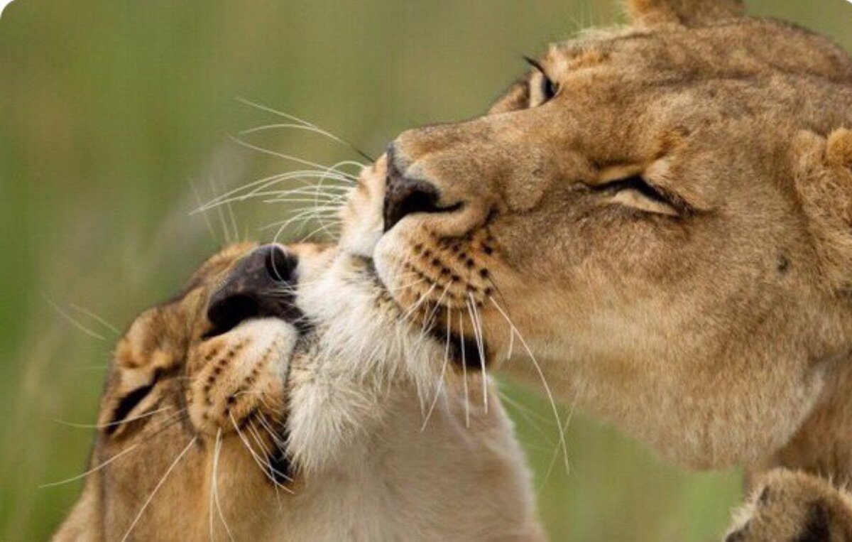 Изображение взято с сайта bnps.co.uk