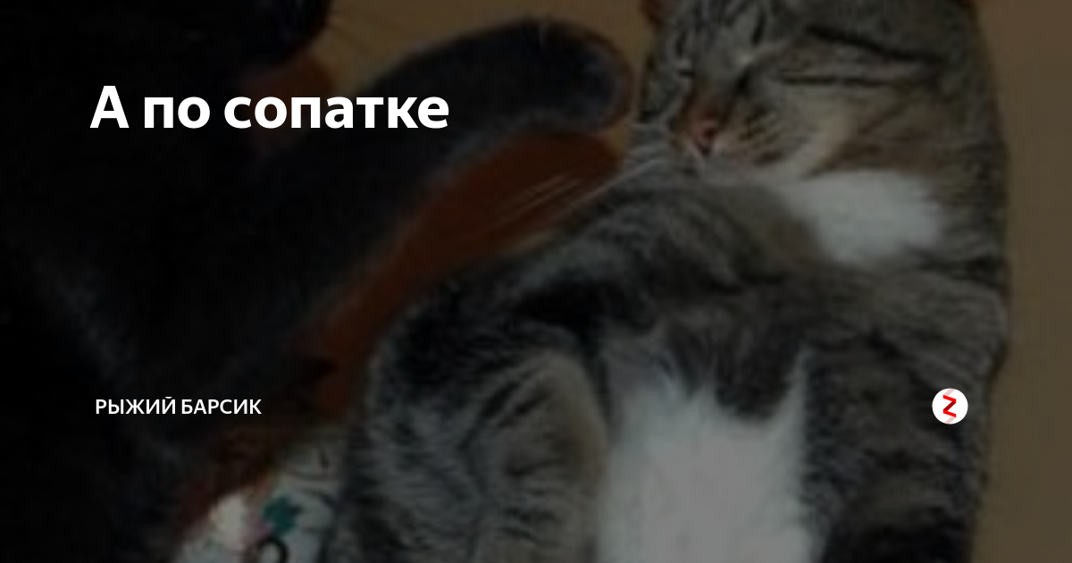 сопатка что это. смешные собачьи стрижки. где находятся лимфатические узлы у человека фото. смешная собака юмор. где у человека находятся лимфоузлы схема.