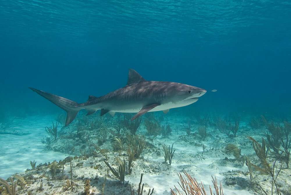 Shark return. Тигровая акула. Акула тигровая акула. Тигровая акула в Красном море. Самка тигровая акула.