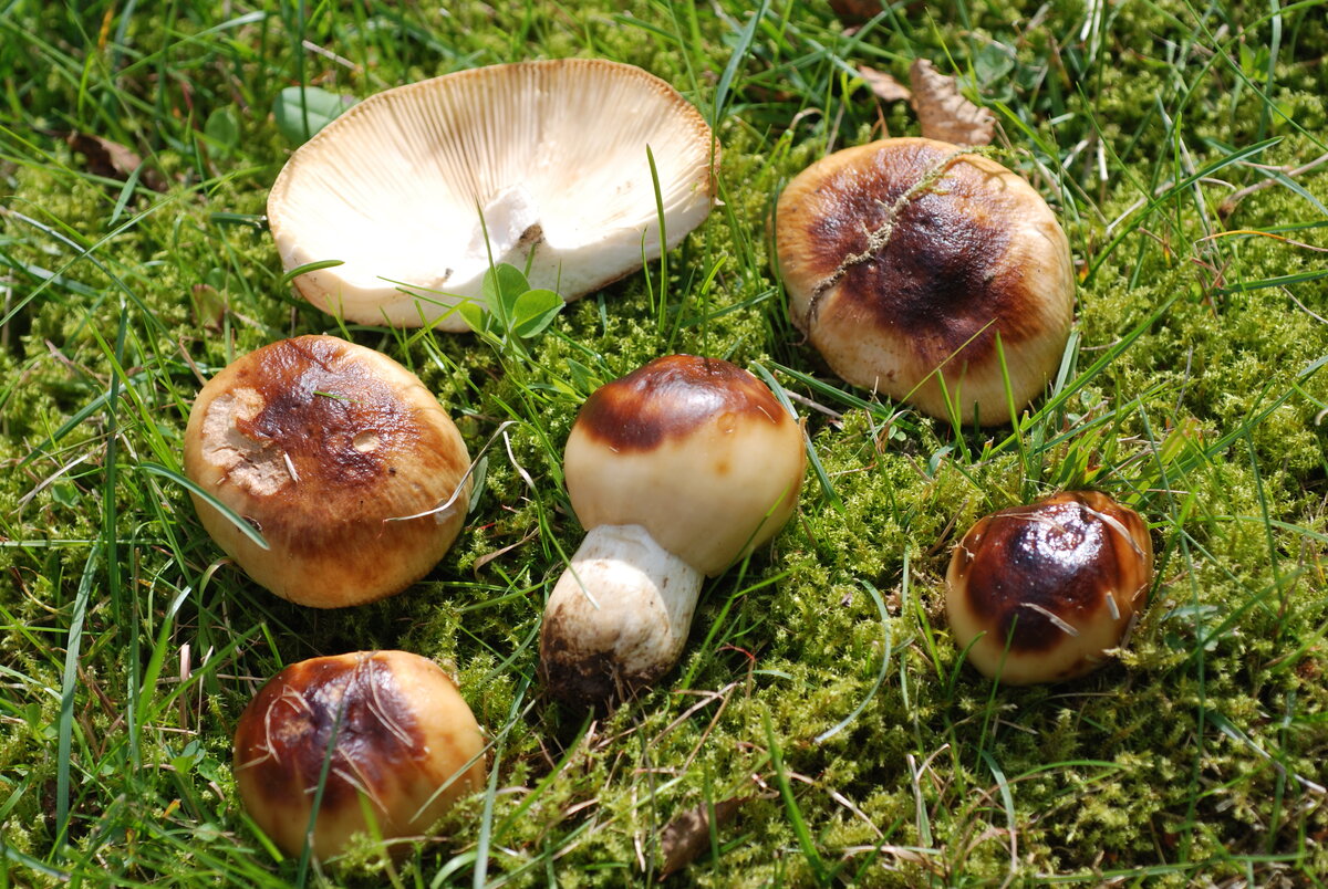 Валуи грибы фото и описание как готовить. Валуй (Russula Foetens). Валуй (гриб). Кульбики грибы. Валуй гриб съедобный.