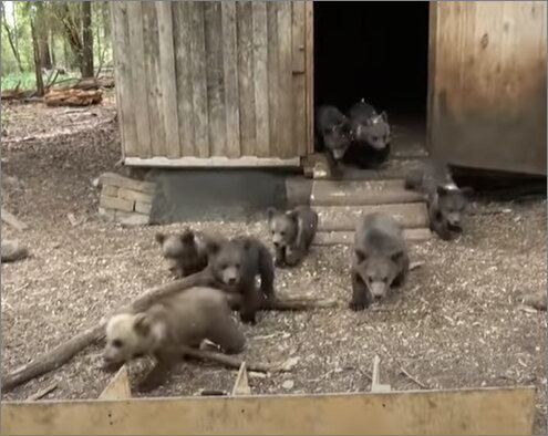 Скриншот с YouTube:  Пажетнов Вася и медвежата Pazhetnov Vasya & bear cubs youtube.com/watch?v=jeh_SNMuDYc&t=4s