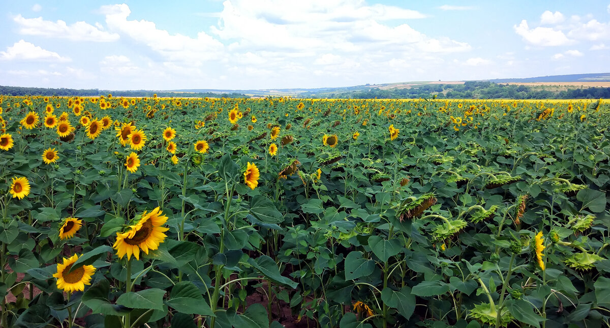 В болгарию на машине