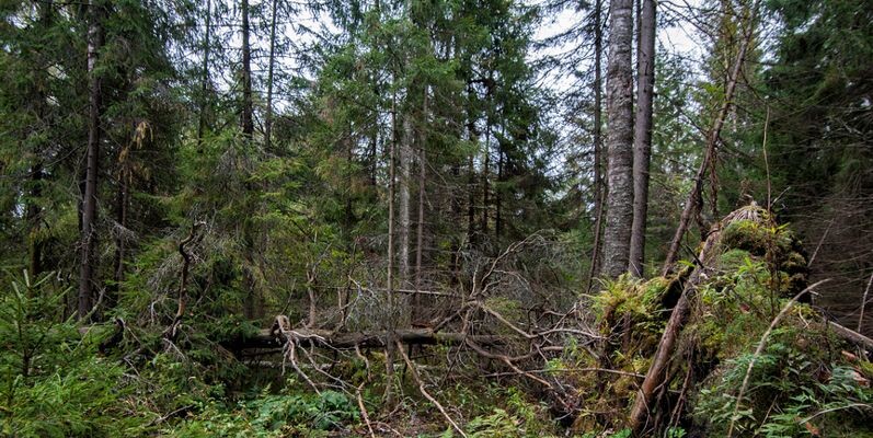 Источник: Lori.ru