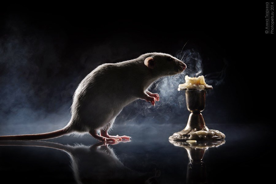 Попалось на глаза объявление о найме Интернет-маркетолога без опыта и прочих регалий. Работодатель благосклонно откликнулся, пригласил на собеседование и та-дам....💣 стал продавать свой инфопродукт по обучению Интерент-маркетингу 