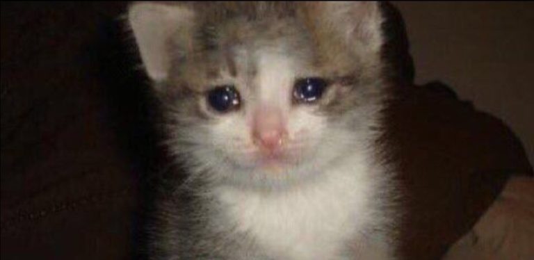 Tears Flowed From the Sad Eyes. The Owners Brought in A Young and Healthy Cat to