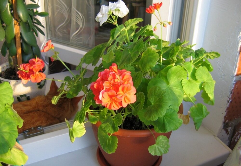 Герани требуется накопить много питательных веществ перед цветением