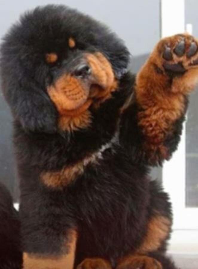 Тибетский мастиф