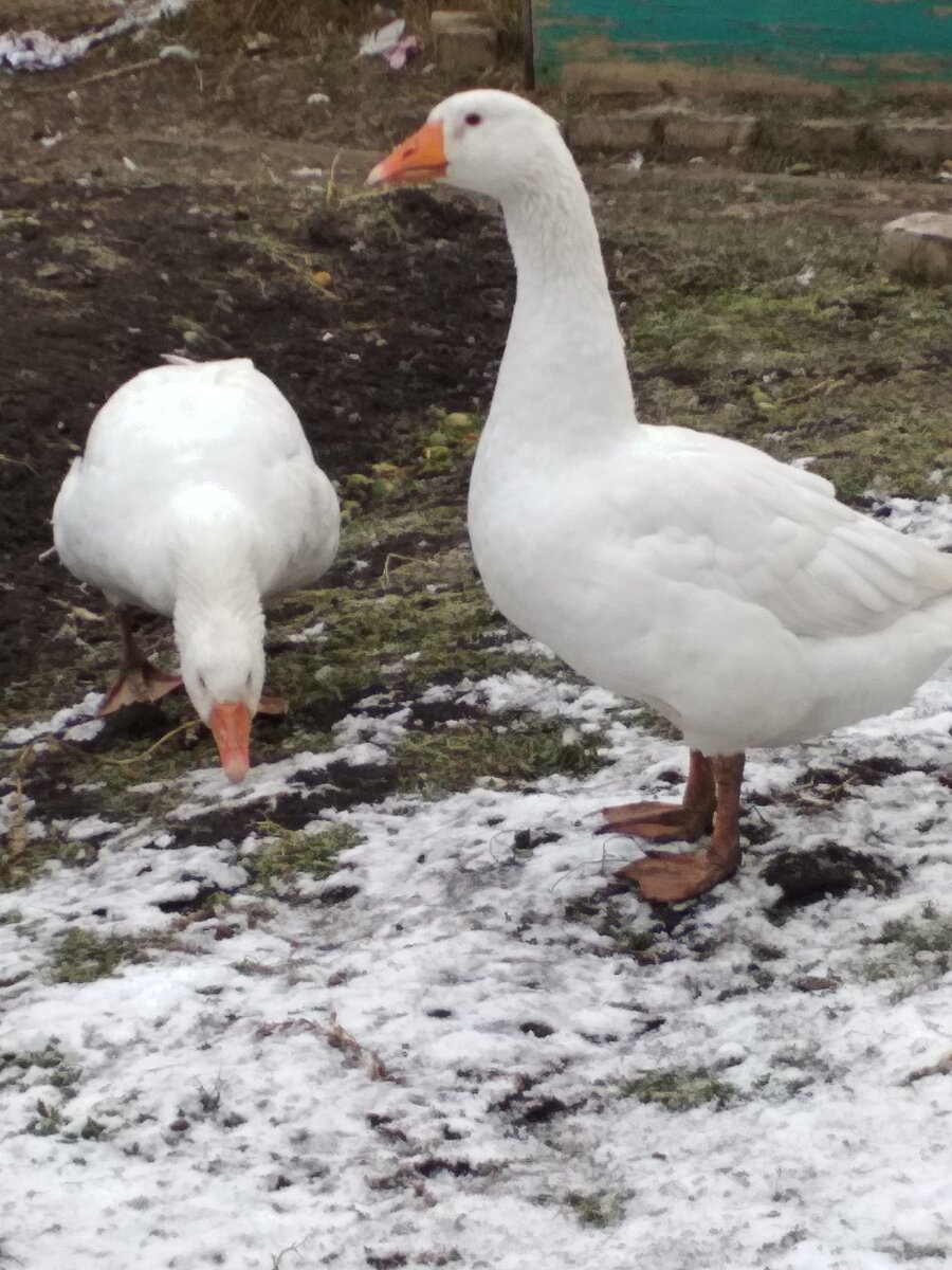 фото гусей прошлого года. В этом году они были крупнее, но к сожалению нет фото.
