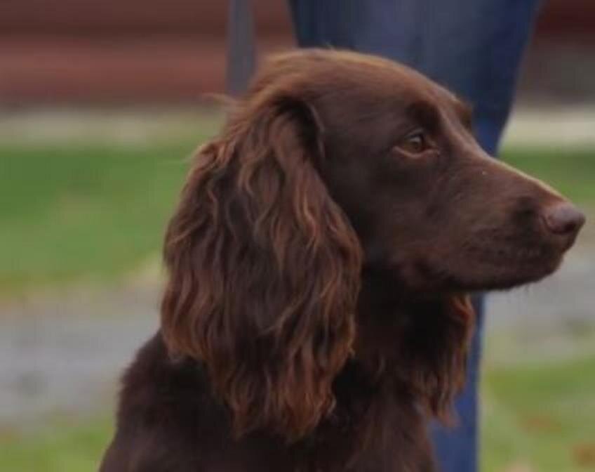 Английский кокер-спаниель (рабочая версия)