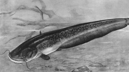 Сомы и сомята. Часть 1