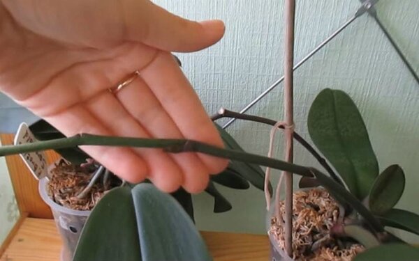 Особенности ухода за комнатными растениями в период цветения: как ухаживать за стрелкой орхидеи?