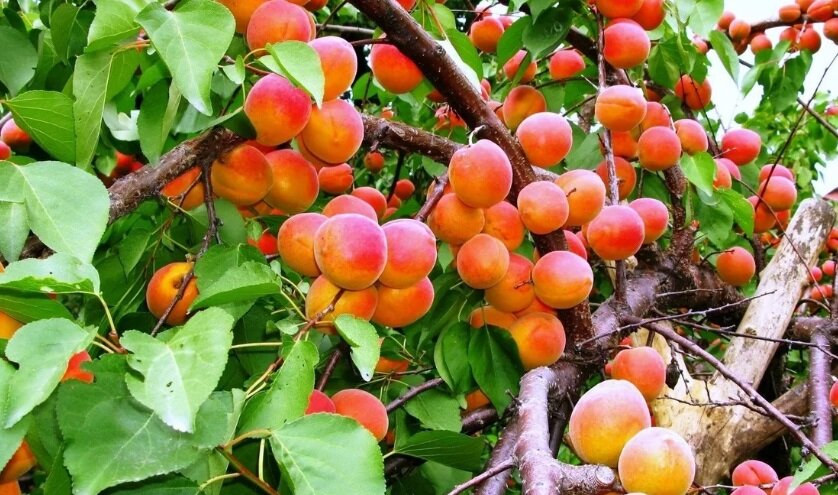 Выбор места для посадки и рецепт для посадки