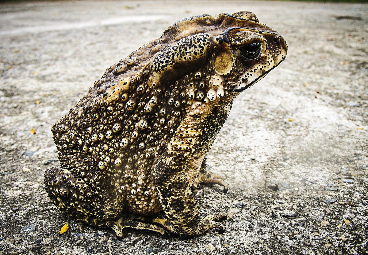 Тростниковая жаба (Bufo Marinus)