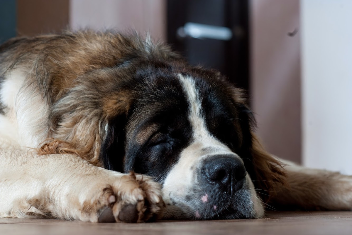 Московская Сторожевая