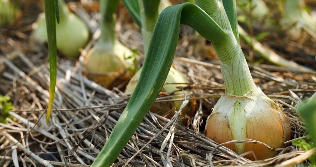4 главных совета при выращивание лука