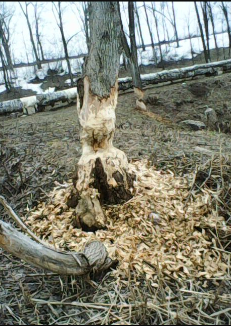 На фото видно, что  эти деревья сильно пострадали , но это лишь малая часть...