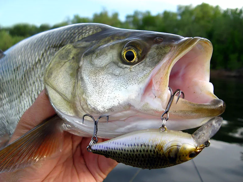 Красавец жерех