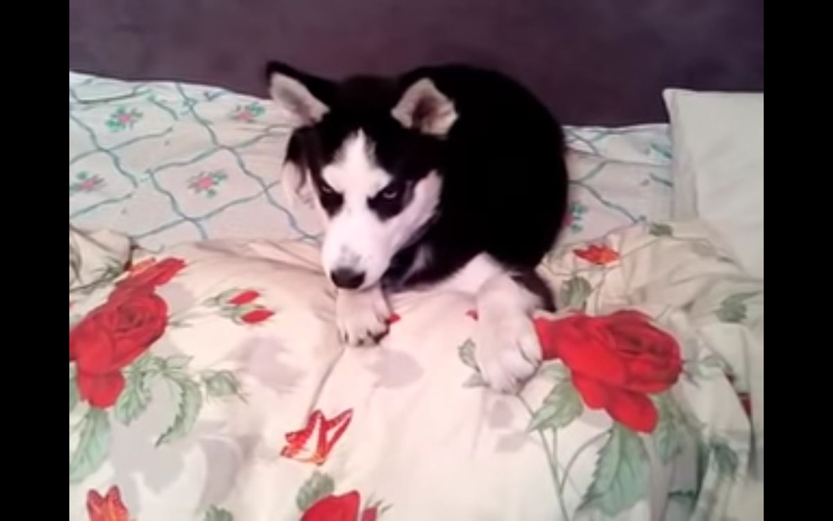 Кадр видео youtube.com/Сияние Севера