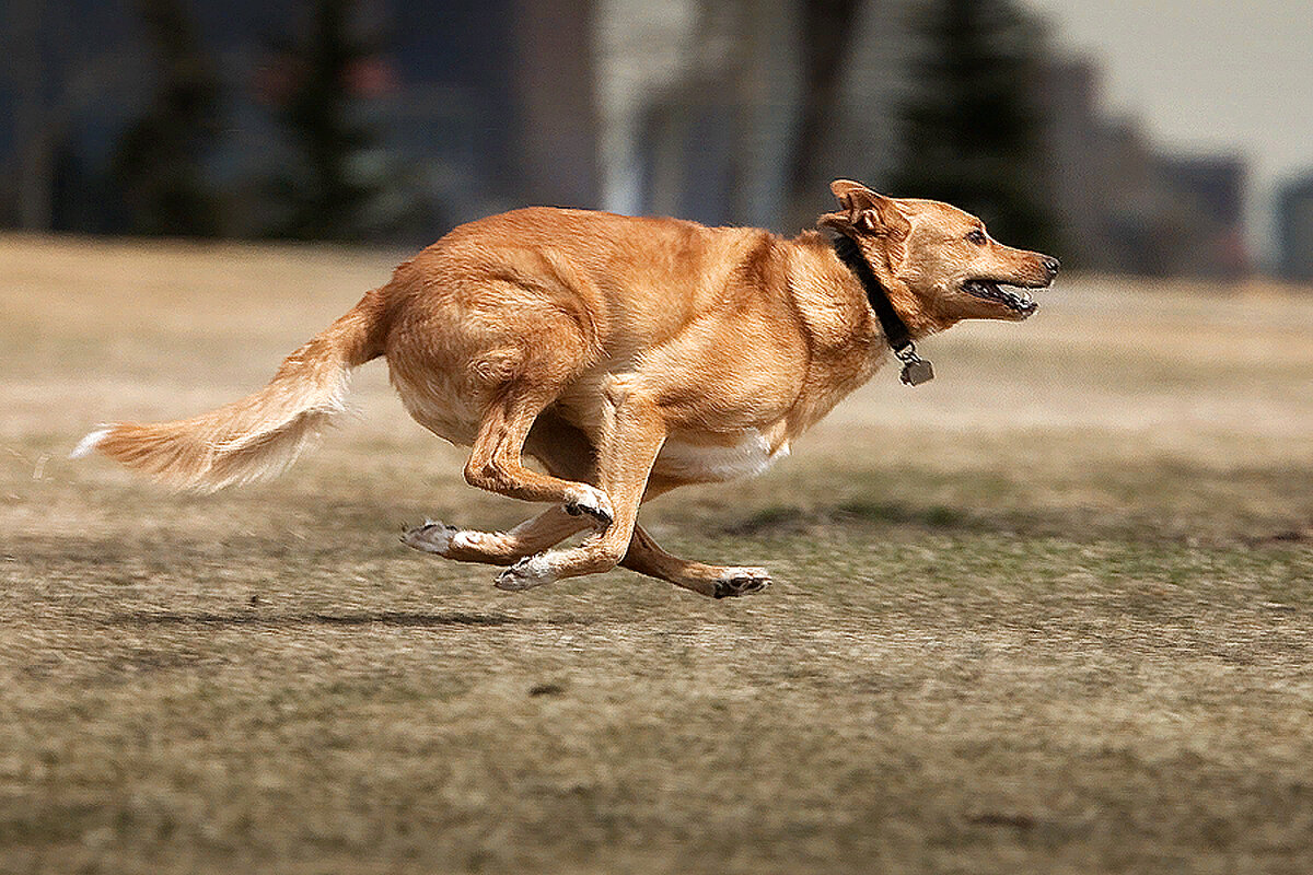 Валера бежит за щенком со скоростью. Собака бежит. Собака убегает. Собака в движении. Бегущий пес.
