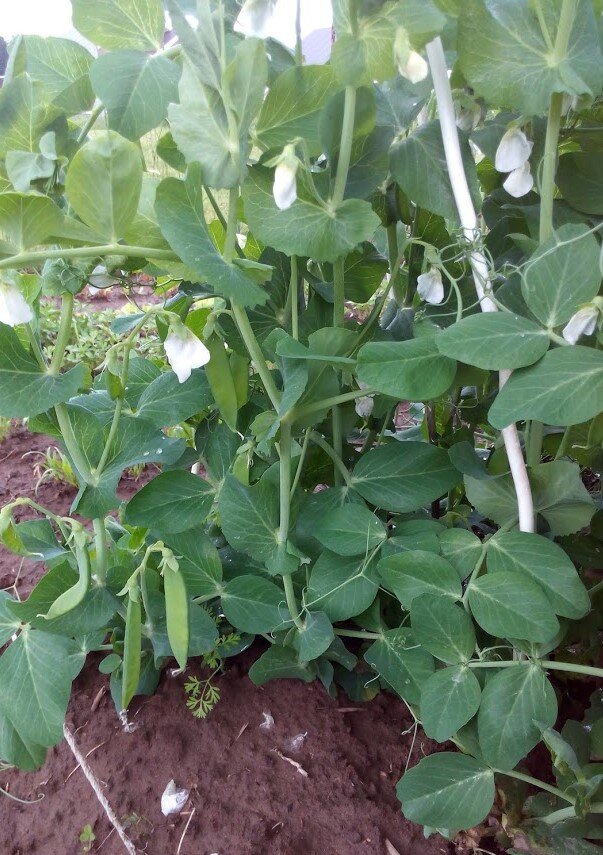 Подросшие растения привязывала к палочкам, воткнутым в землю.