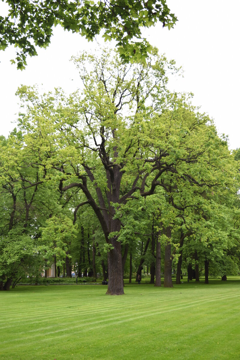 Деревья в санкт петербурге