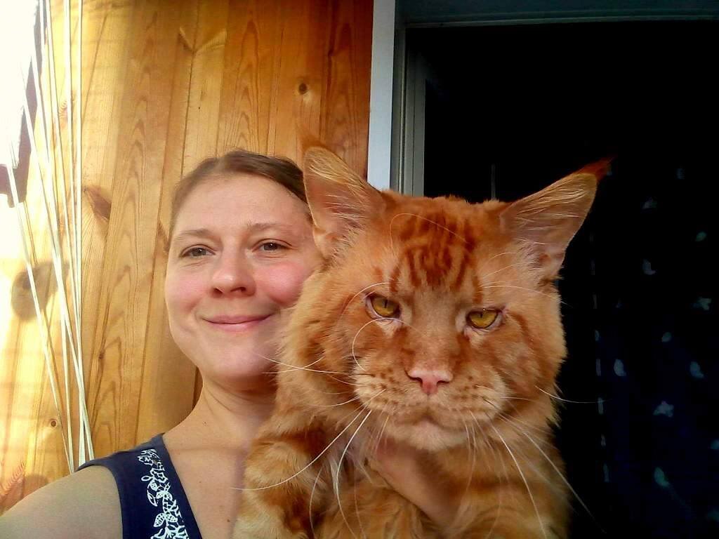 Рыжий кот мейн кун фото с человеком