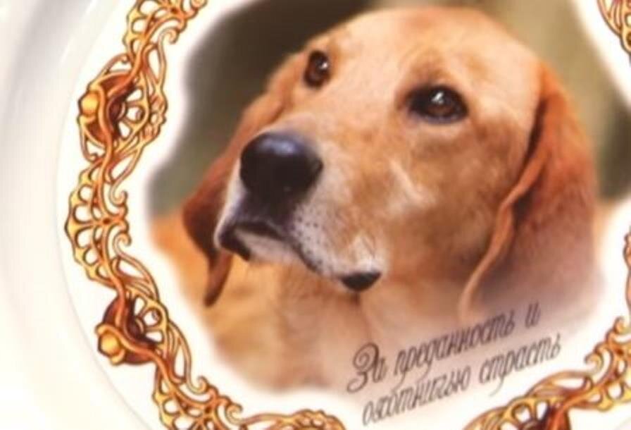 Собака породы Русская гончая