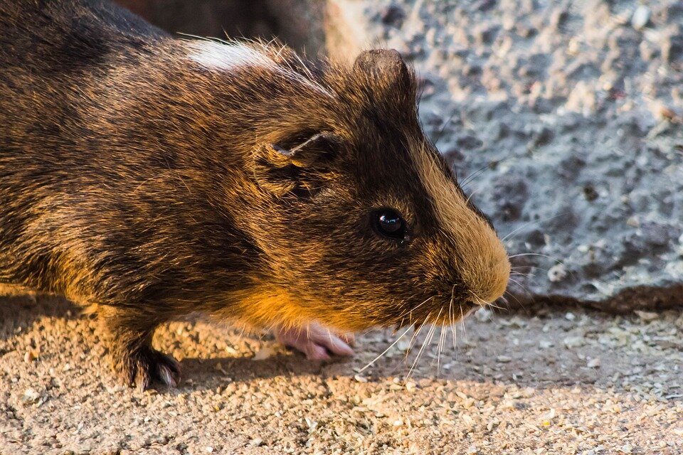 https://cdn.pixabay.com/photo/2018/11/03/16/43/animal-3792382_960_720.jpg