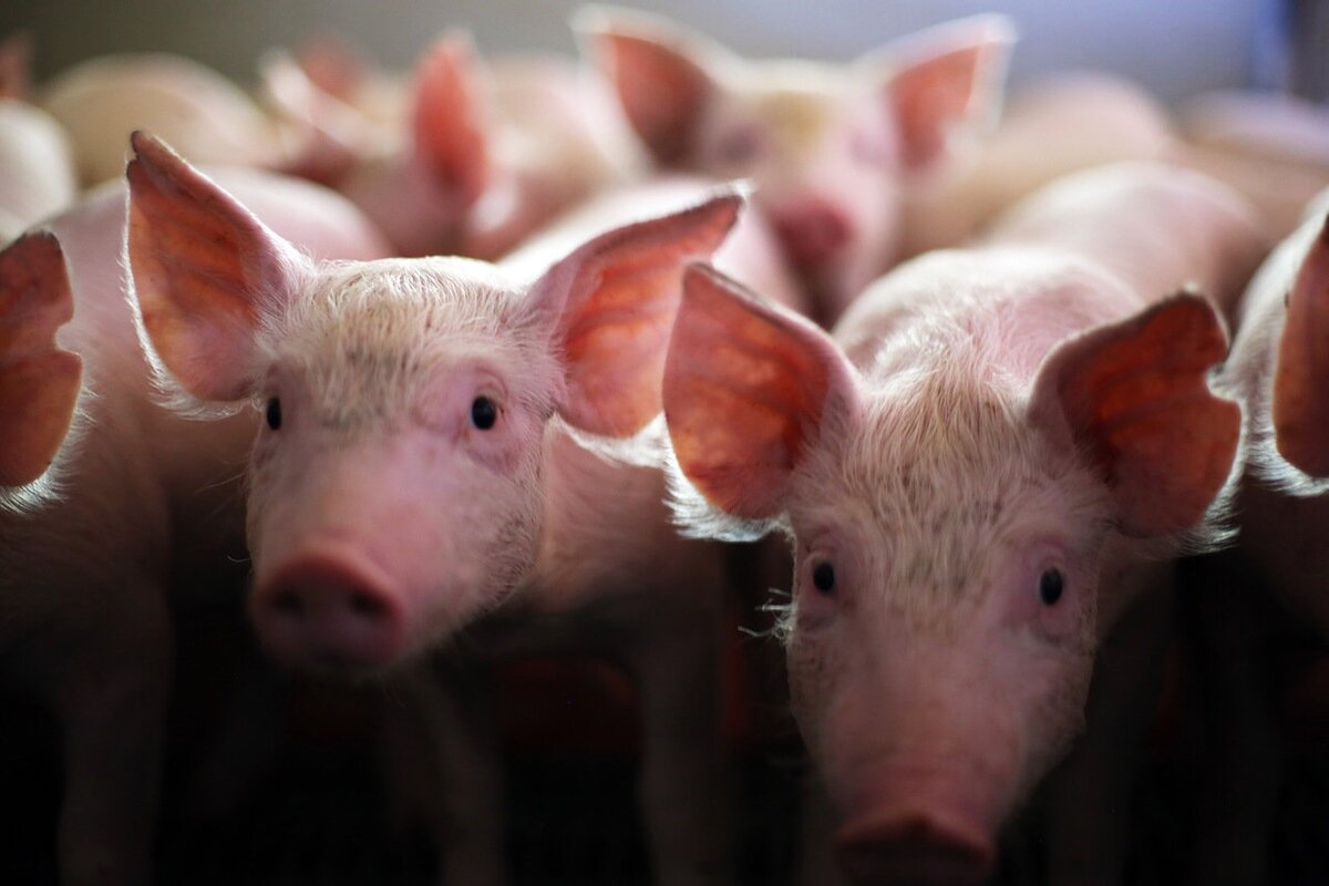 животноводство южной кореи. северная корея растениеводство. сельское хозяйство китая животноводство. северная корея животноводство. животноводство кореи.