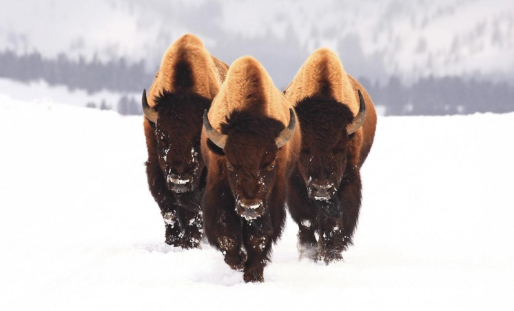 Чего им кого-то бояться? Но эта храбрость - всего лишь видимость.