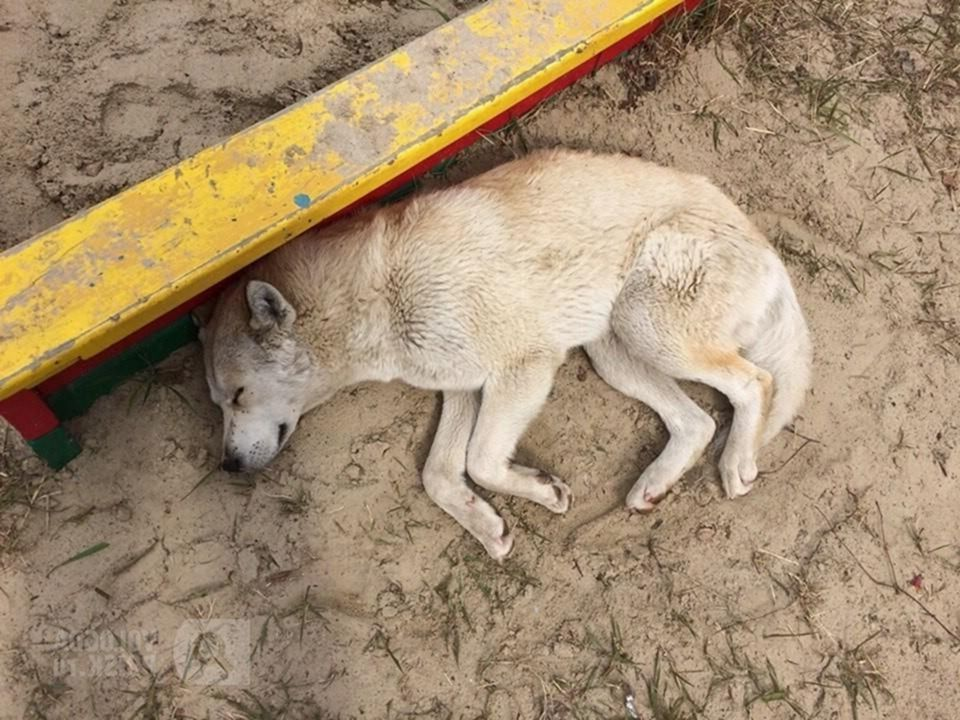 Чем отравить бездомных собак