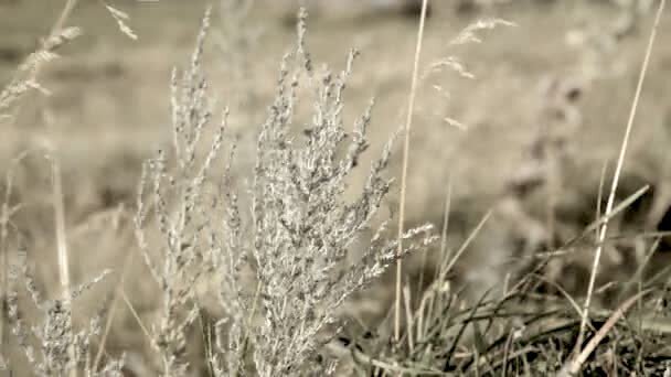 Ветер пахнет полынью? Нет, полынь — ветром…