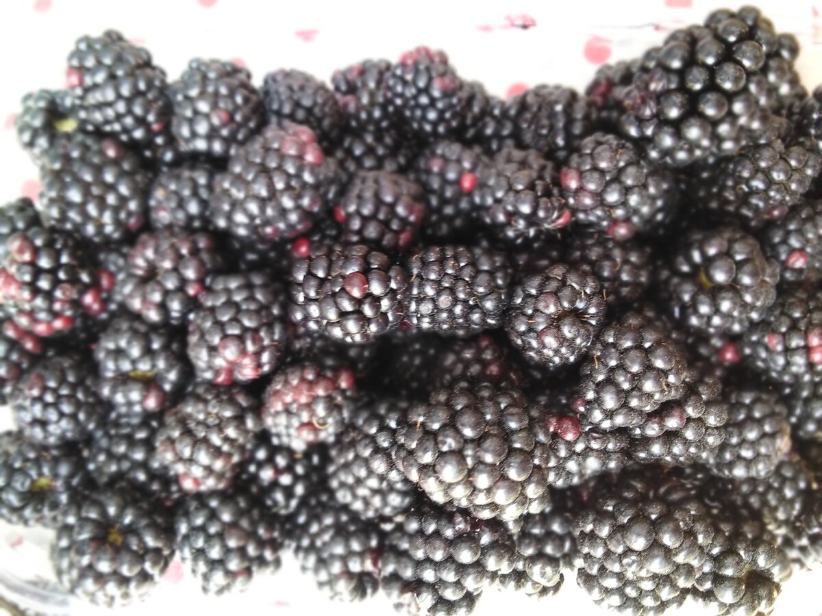 Очень вкусная местная Ежевика *фото из личного архива *