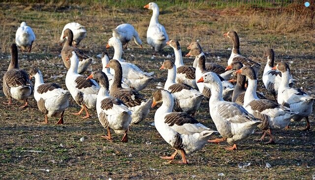 фото с сайта https://pixabay.com