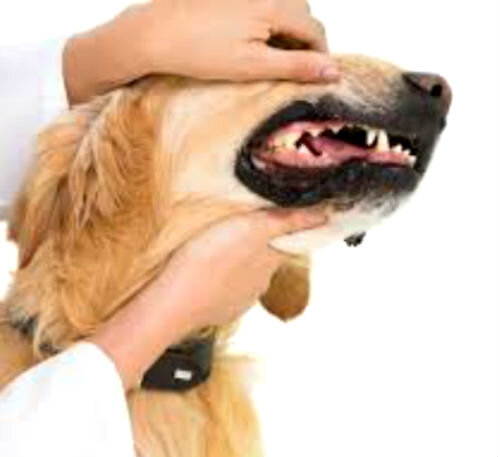Заболевания печени у собак: причины, симптомы и лечение| Hill's Pet