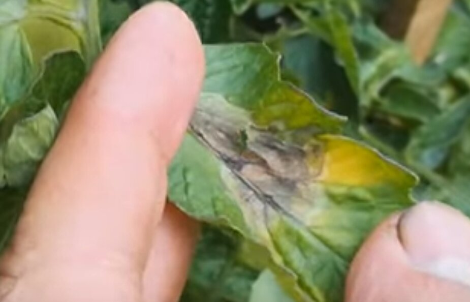 Фитоспороз