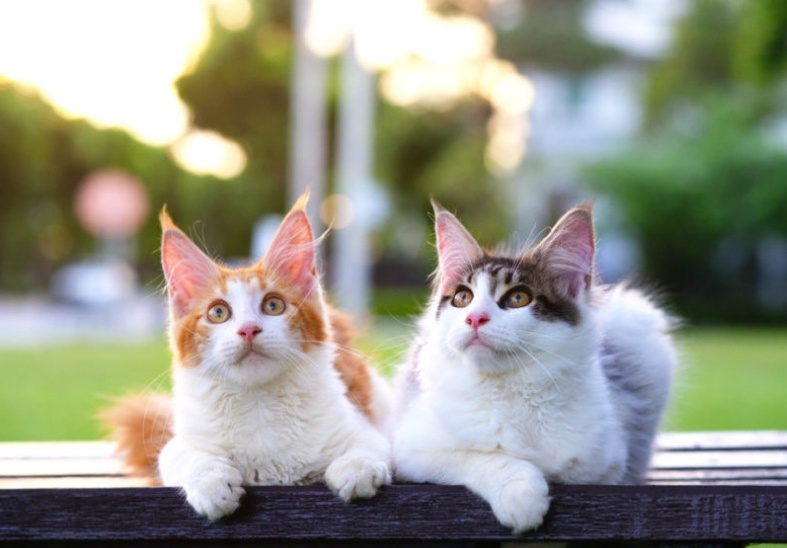 фото: Shutterstock