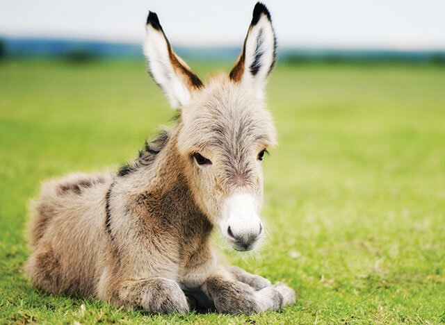 Вазьмі конь альбо асла ...  што тут ведаць?