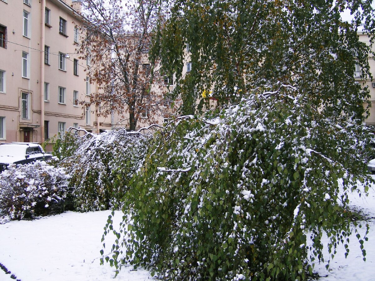 Снег покрыл ещё зелёную листву карликовых берёз и лёг толстым слоем на дорожки и газоны. Фото автора. 