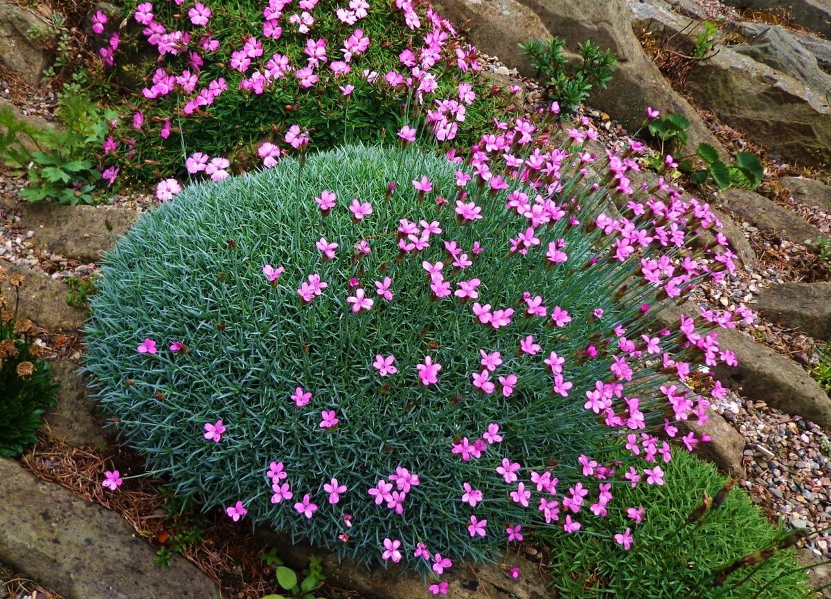 Гвоздика травянка (Dianthus deltoides)