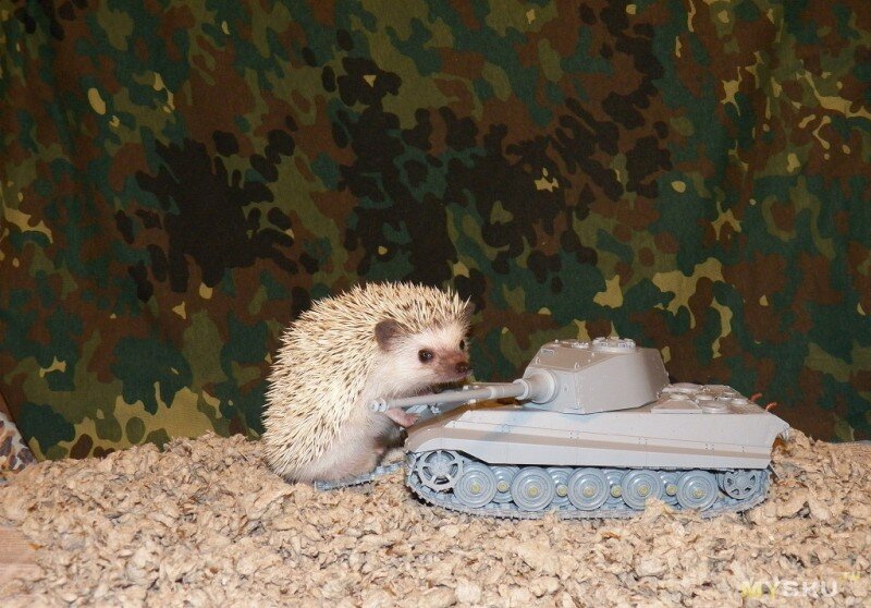 источник фото https://mysku.me/blog/aliexpress/25657.html